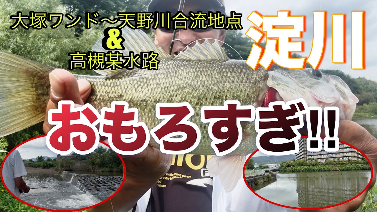 淀川【ブラックバス釣り】　1日で何ヶ所か回ってみた。今、淀川が激アツ‼︎