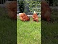 Our Chicken that give us Eggs everyday 🐔🥚🌱