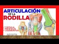 🥇 ARTICULACION DE LA RODILLA. ¡Explicación Sencilla!