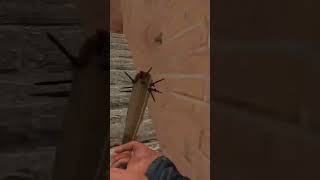 scp-096 Chase me in maze. #garrysmod #gmod #scp096