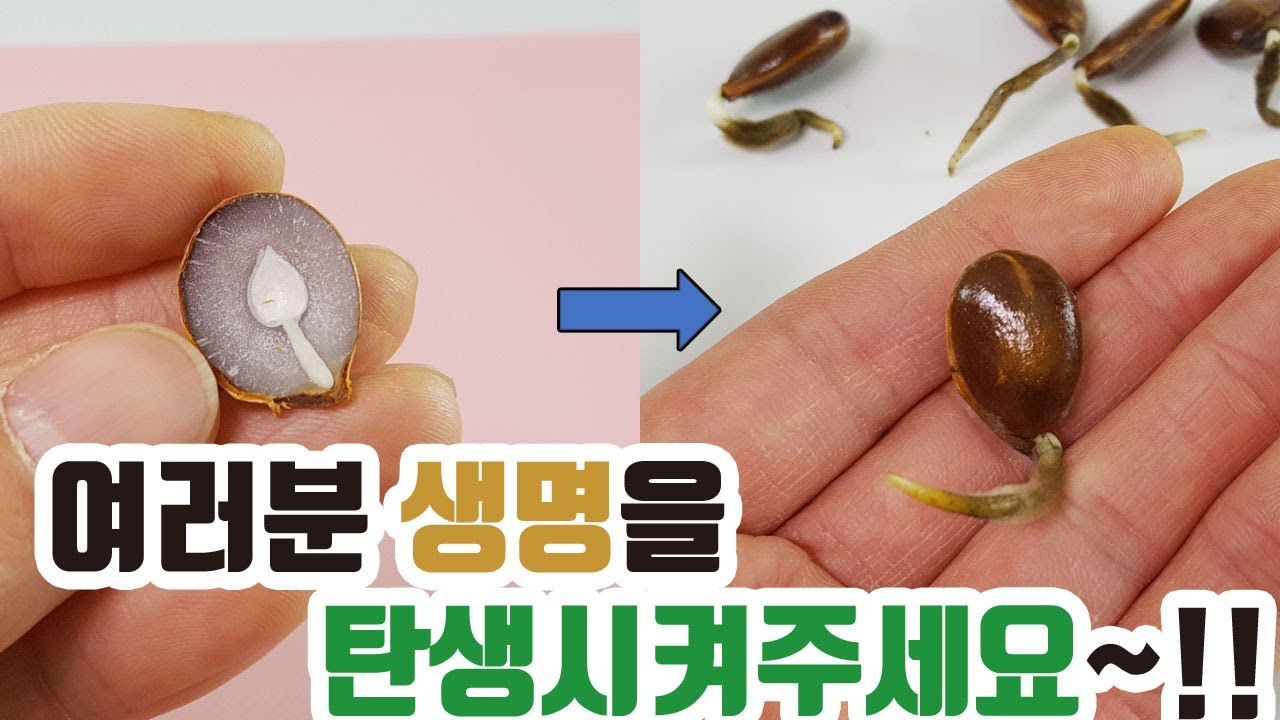 단감 키우기 #2 쉽게 발아시키는 방법 How to grow from seeds Sweet persimmons