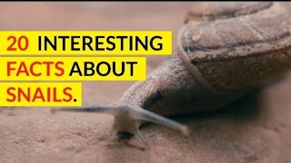20 Interesting Facts About Snails