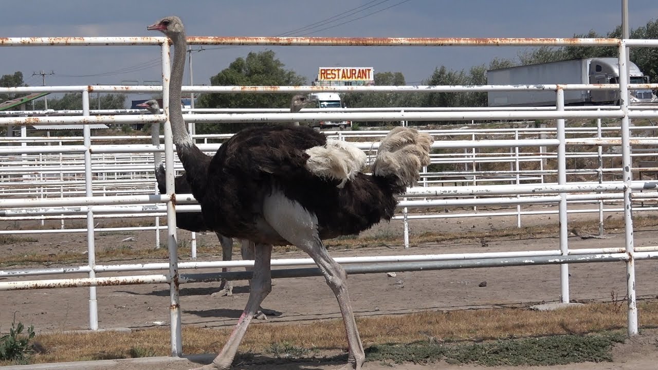 Avestruz proceso de crianza y sus derivados YouTube Avestruz proceso de crianza y sus derivados YouTube