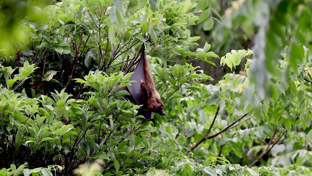Ryukyu flying fox (vulnerable)