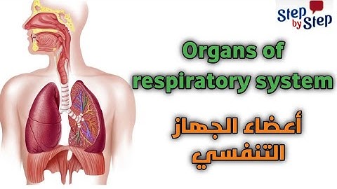 الجهاز التنفسى و مكوناته بالإنجليزية || The respiratory system 🗣️