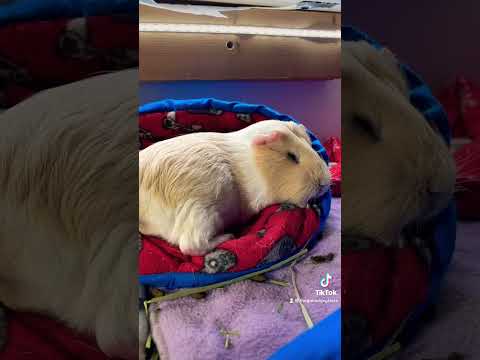 वीडियो: कौन सा गिनी पिग बिस्तर?
