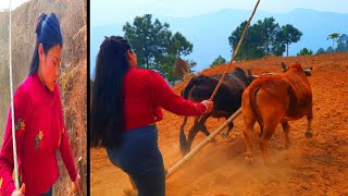 Woman Ploughing Oxen Long Video Woman Hard Working In The Village Woman Powerin Farmer