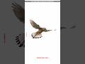 Hovering Bird #shorts #knowledge #mindeticinfo #birds