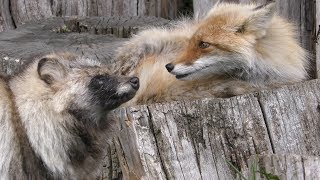 Raccoon Dog & Fox (Northern Fox Ranch, Hokkaido, Japan) June 27, 2019