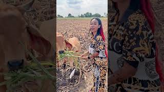 Learn Cow In Thai With Ae