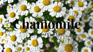 Chamomile: Grow and Care Tips