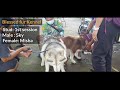 • SIBERIAN HUSKY STUD PROGRAM | HOW TO STUD YOUR DOG PROPERLY WITH A DOG SHOOTER •