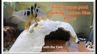 Found some German Blue Rams - Do you spot any females?
