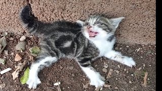 Kittens' Eyes Won't Be Easy to Treat Because Mother Cat Is So Wild