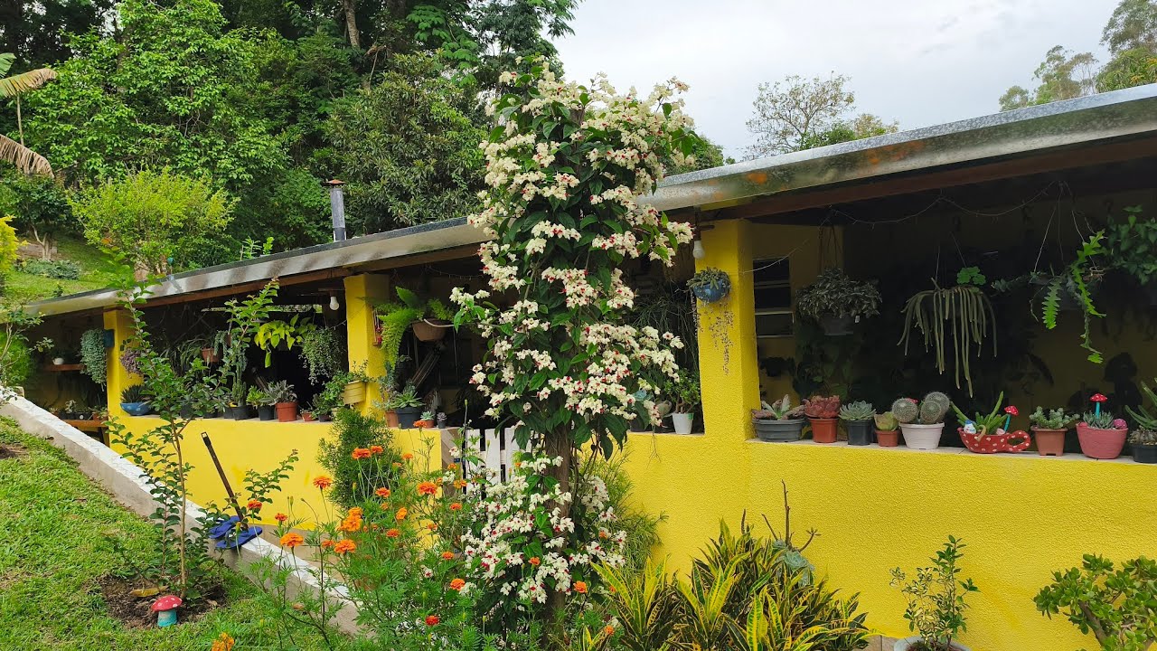 As lindas flores do mês de dezembro 🌹🌹❤️