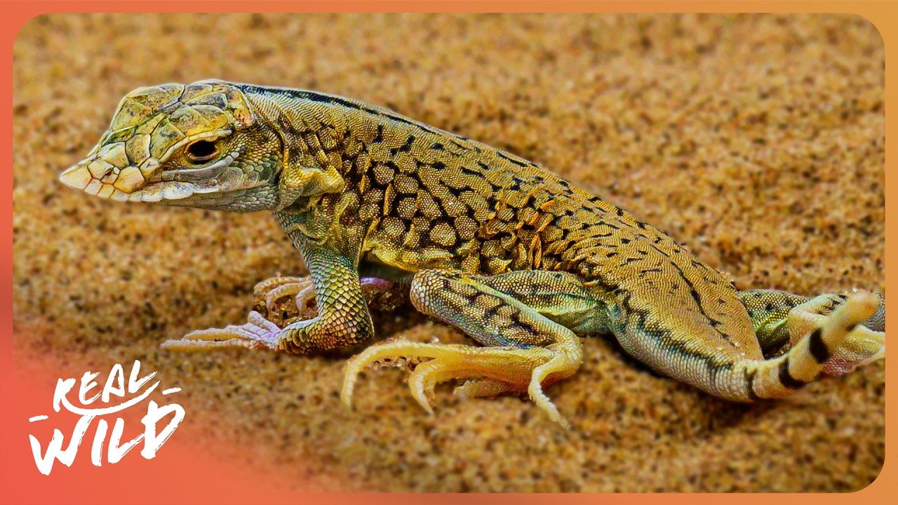 Documentary backdrop image for The Most Extreme Wildlife On Earth Lives Here (2025)