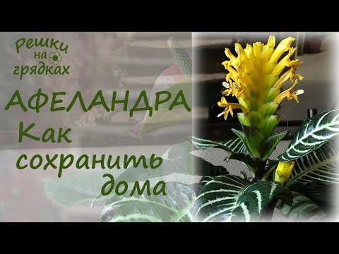 Видео: Афеландра