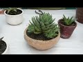 Aloes, agaves y haworthias