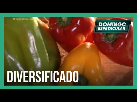 Vídeo: Os pimentões são picantes?