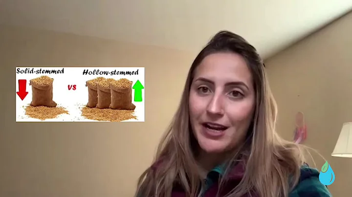 Wheat Residue Management to Enhance Soil Water Con...