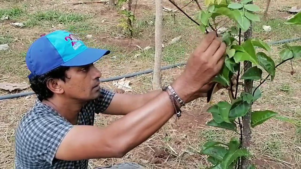 වැල් දොඩම්  කප්පදු හා වැල් පුහුණු කරන ආකාරය - pruning and Training Methods Of Passion Fruit