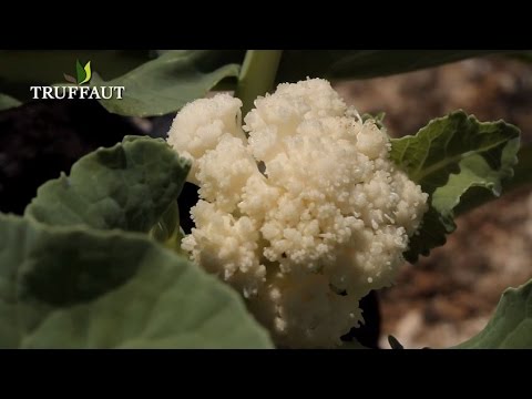 Vidéo: Plantes de chou-fleur : cultiver à la maison