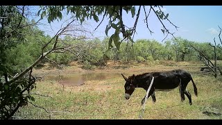 Beating, Banging in the Tall Grass by The Lears Farmish 157 views 10 months ago 17 minutes