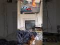 Oscar watches himself on the big screen! #dachshund #famous @Rensworld-zz