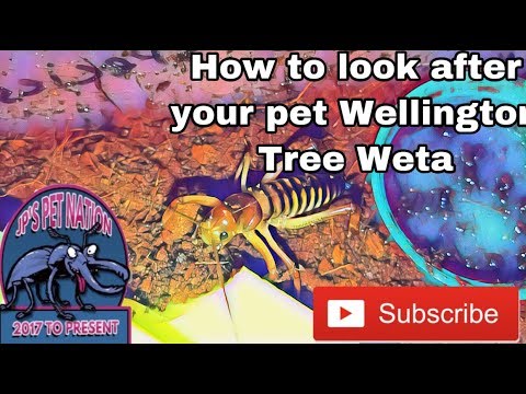 top 5 list excel How to look after Hemideina crassidens (Wellington Tree Weta)
