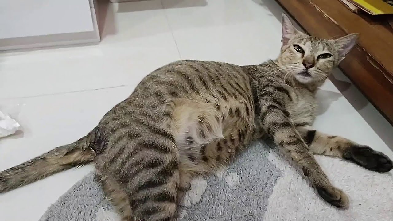 mother cat is in labor pain | cat trying hard but couldn't give birth