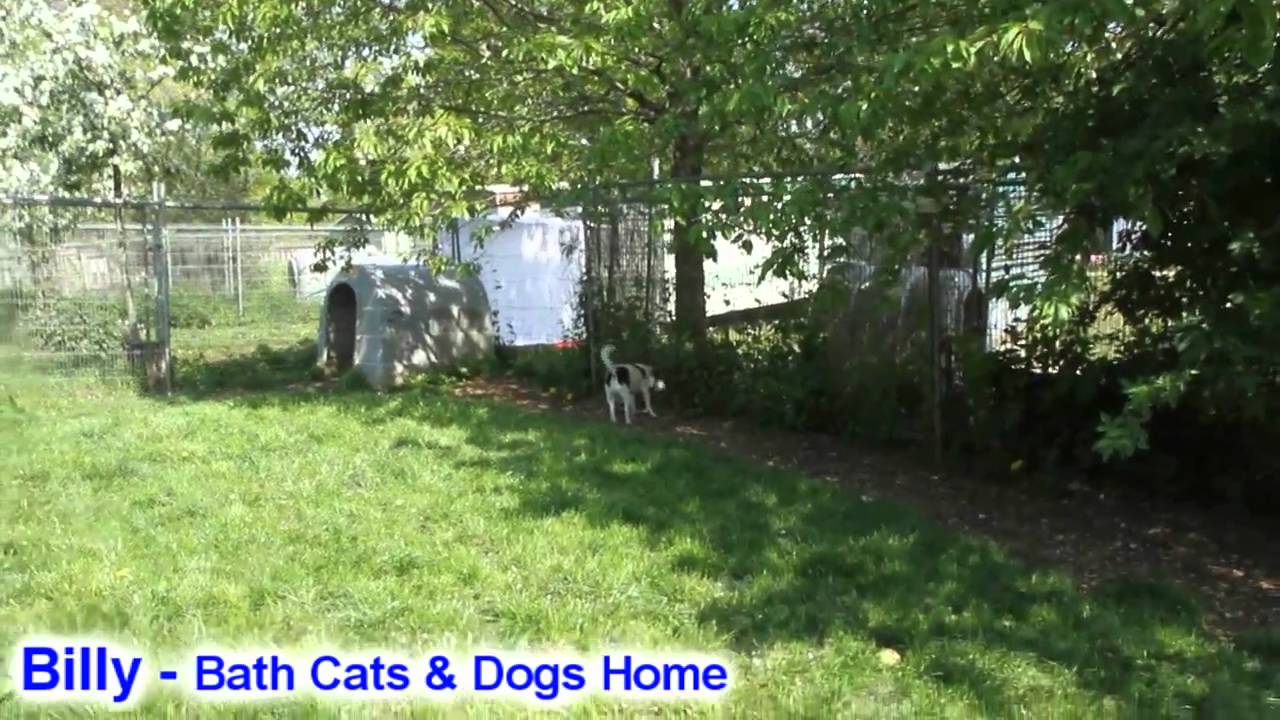 Billy at Bath Cats & Dogs Home YouTube