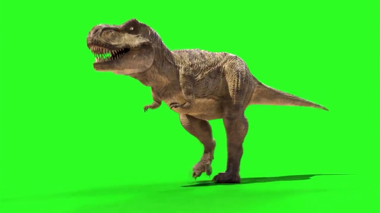Animals green screen videos (creative commons) Master Blaster YouTube