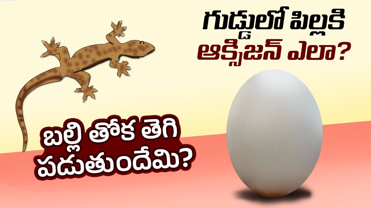 Interesting Facts In Telugu Why Gecko Loses Tail Why Snake Flick interesting-facts-in-telugu-why-gecko-loses-tail-why-snake-flick