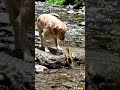 Hero dog saves duckling! 🐾🦆 #save #dog #shorts #duckrescue #viral #friends #instagram #dogshorts