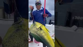 Is Mahi Mahi on your bucket list 🏆🪣 Secured with the #BUBBA Carbon Fiber Fishing Gaff #Shorts