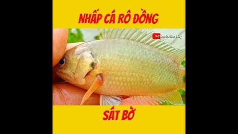 Câu Cá Rô Đồng Sát Bờ./#fishing ./#shorts ./#caucarodong./@thachhauvlog83 .