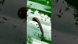 Beautiful leech movement. #SHORTS, #SHORTSVIDEO, #YOUTUBESHORTS, #ANIMAL,