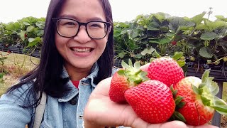 Strawberry Picking 2020 So exited!! เก็บสตอเบอรี่อังกฤษ ลูกใหญ่ๆ หวานฉ่ำ กินเพลินมาก😋(English sub)