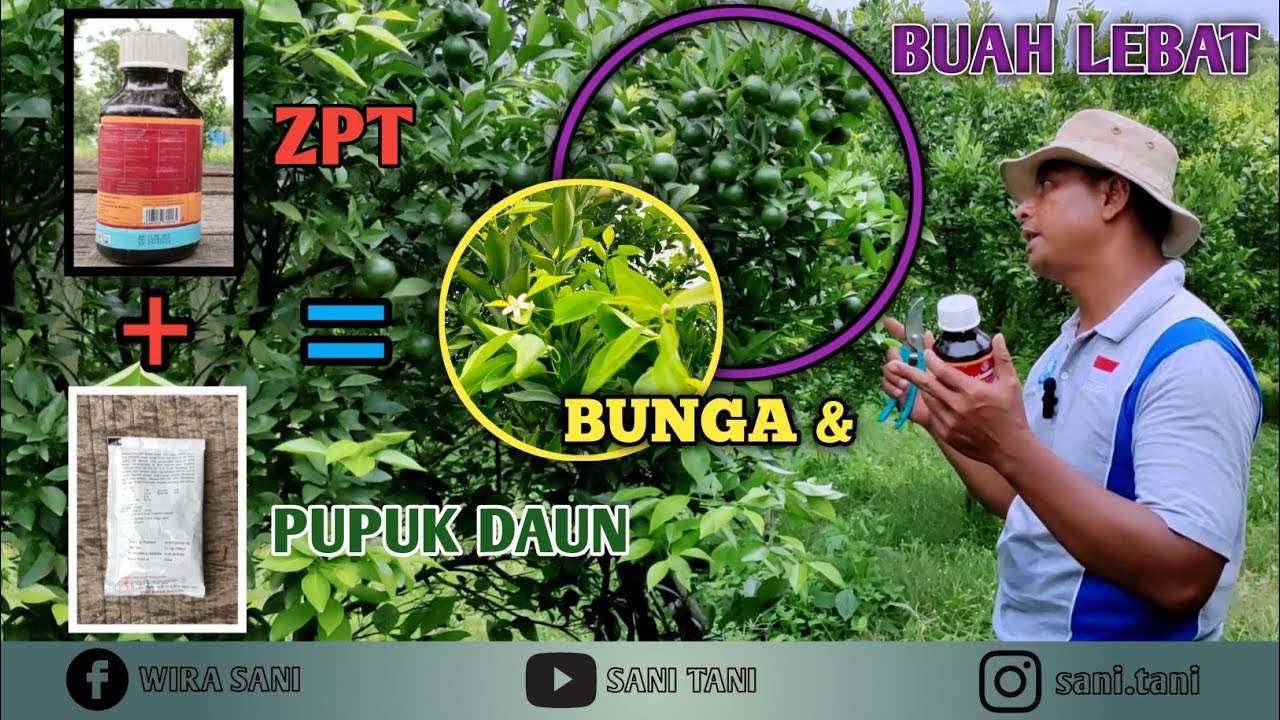 PEMBERIAN HORMON ZPT DAN PUPUK DAUN PADA TANAMAN JERUK UNTUK MENGHASILKAN BUAH SUSULAN