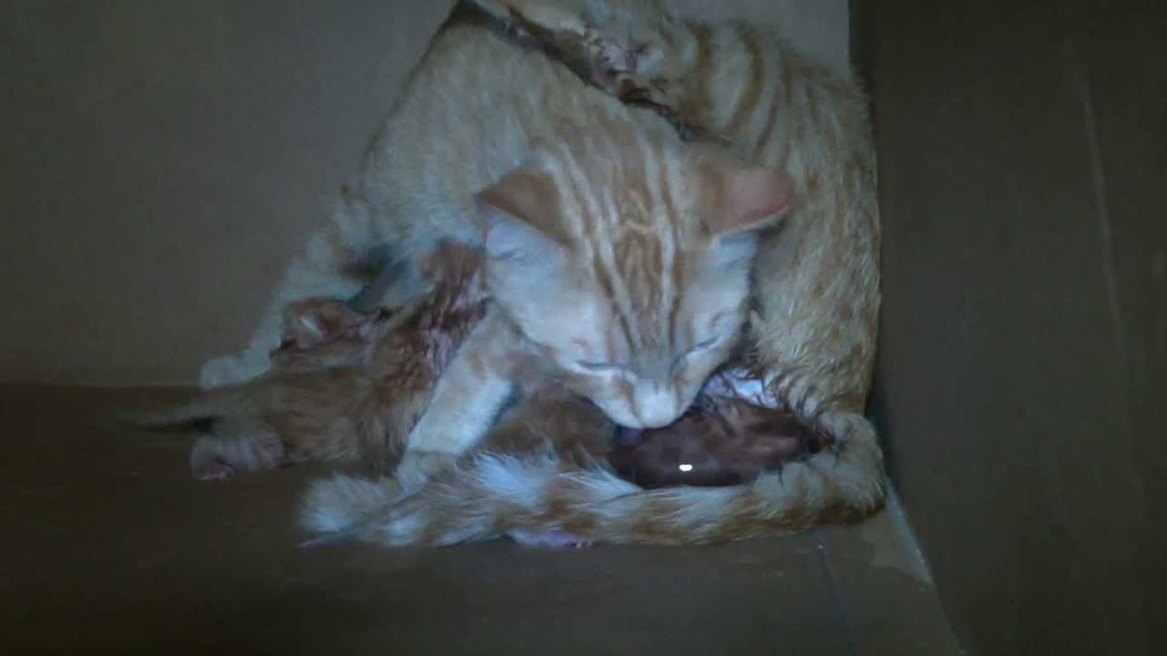 Pregnant Cat gives birth to kitten 6 YouTube