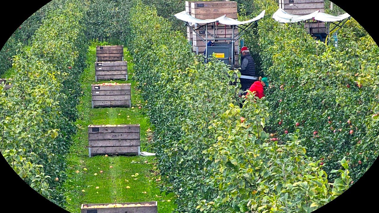 Сбор урожая Wurtwinning, первый раунд сбора урожая!