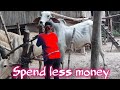 Cattle breeding methods, domestic cow breeding ,Spend less money