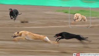 outclass running by fawn irish greyhound