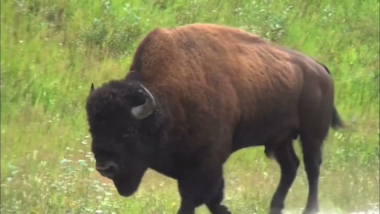 Animal sounds buffalo, bison🦬 YouTube