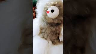 Spindle wheel in real life at Green Gables Alpacas in PEI