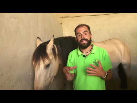 Castración En Un Caballo Qué Supone 