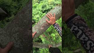 On Procees Take Honey arispurwadi bee