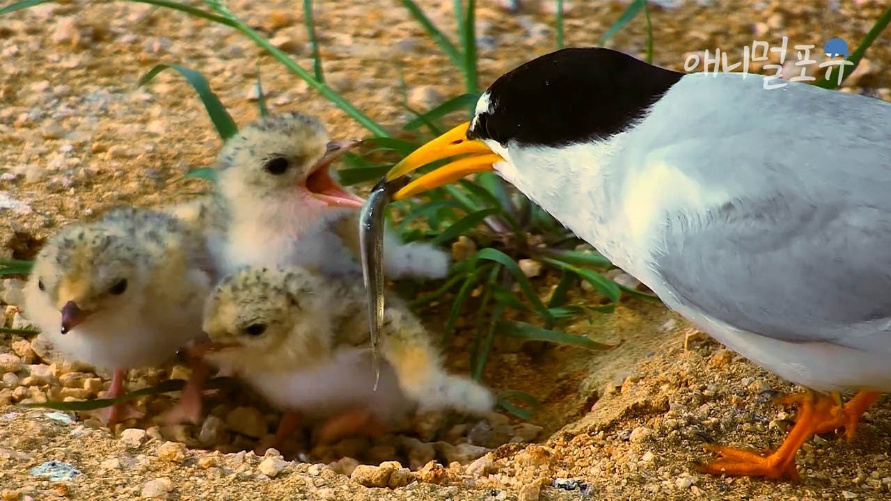[동물다큐] 안동호 쇠제비갈매기의 비밀｜ KBS 스페셜 190204 방송