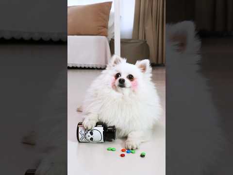 Bitzee-My electronic partner!#bitzee #nico #funny #smartnico #dog #cute