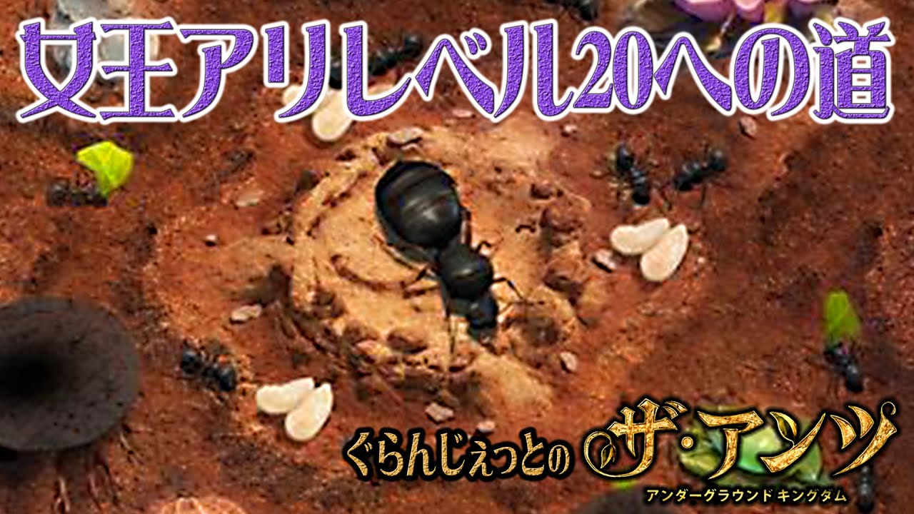 アンツでお願いします。 38 【The Ants】 女王アリレベル20への道『ぐらんじぇっとのザ・アンツ